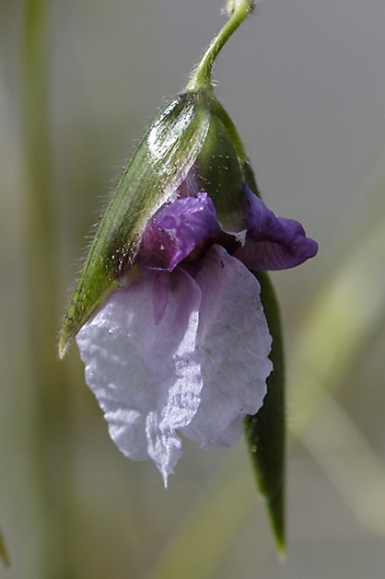 Fleurs Nanthawan Aout 2010-011